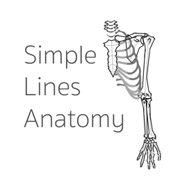 Ícone do app Simple Lines Anatomy