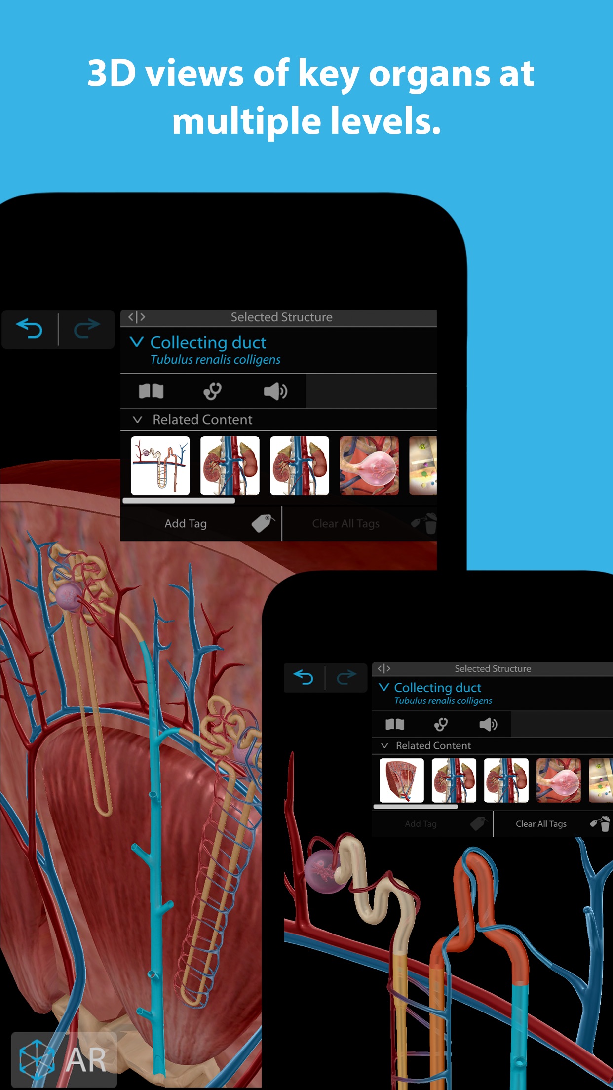 Screenshot do app Human Anatomy Atlas 2024